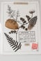 Image of Herbarium | originals
