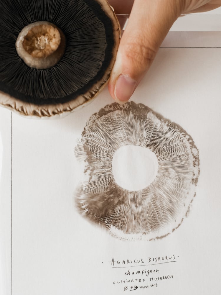 Image of Cogumelos | originals