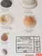 Image of Conchas do Mar | Sea shells
