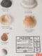 Image of Conchas do Mar | Sea shells 