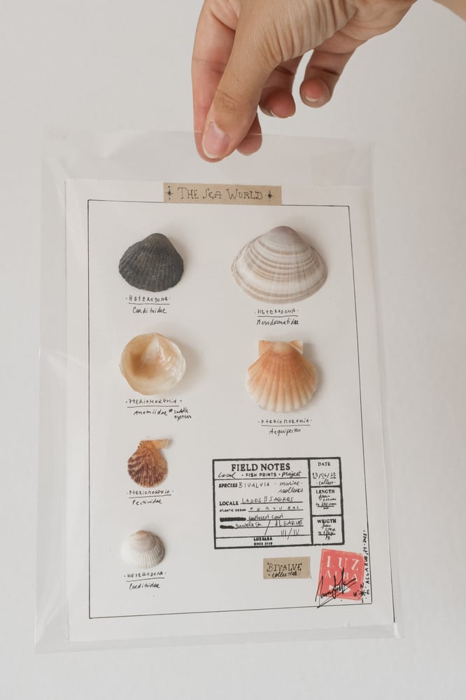 Image of Conchas Mar | Sea shells 