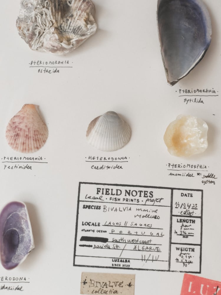 Image of Conchas Mar | Sea shells 