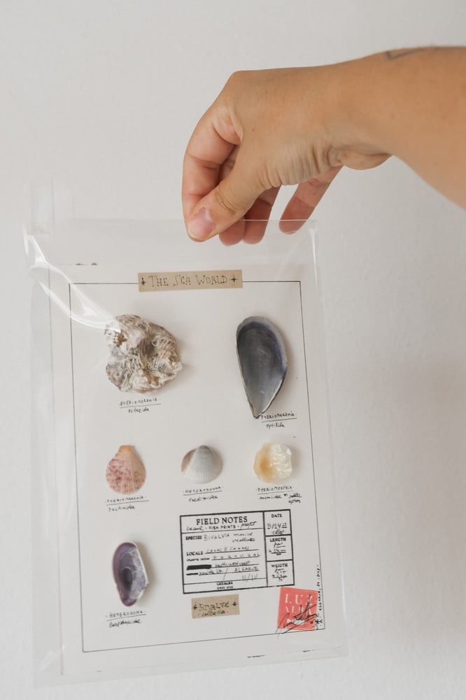 Image of Conchas Mar | Sea shells 