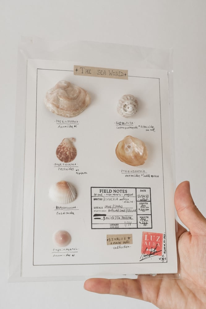 Image of Conchas Mar | Sea shells 