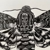 Image 4 of Death Head Hawk Moth Original Lino Print
