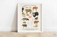 Image of South American Animals Continent Print