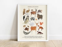 Image of European Animals Continent Print