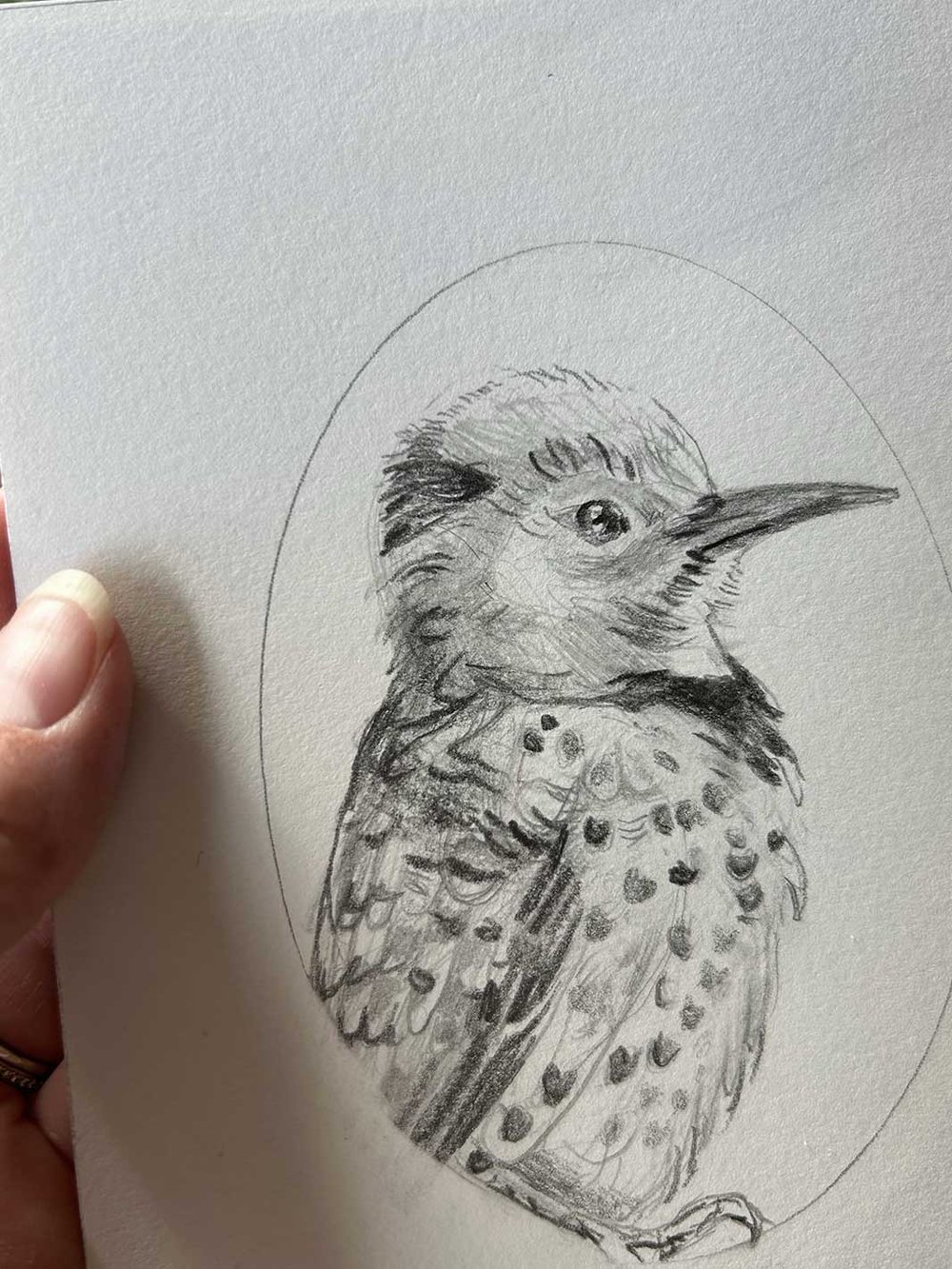 Colaptes auratus – Northern flicker bird drawing