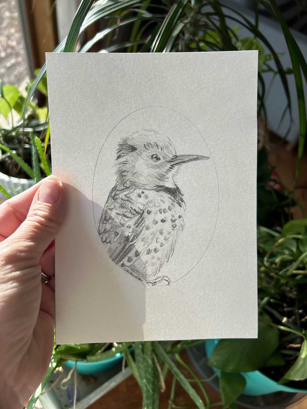 Colaptes auratus – Northern flicker bird drawing