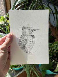 Image 4 of Colaptes auratus – Northern flicker bird drawing