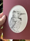 Colaptes auratus – Northern flicker bird drawing