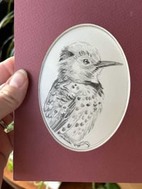 Image 1 of Colaptes auratus – Northern flicker bird drawing
