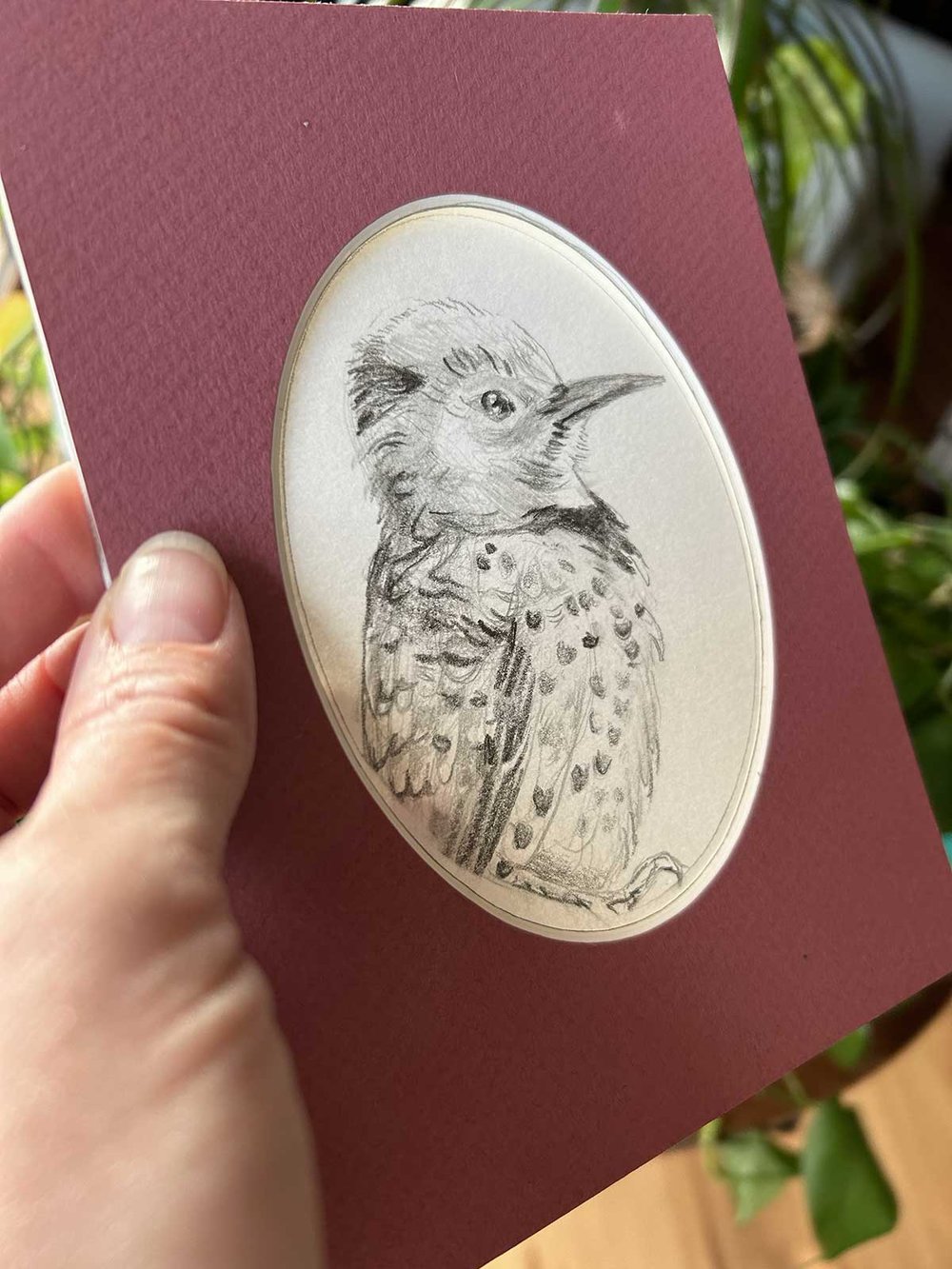Colaptes auratus – Northern flicker bird drawing