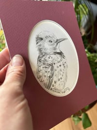 Image 3 of Colaptes auratus – Northern flicker bird drawing