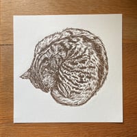 Image 1 of Sleeping Cat Brown Ink Edition