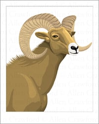 A Wild Promise: Desert Bighorn Sheep