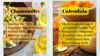 Calendula and Chamomile Body Cream