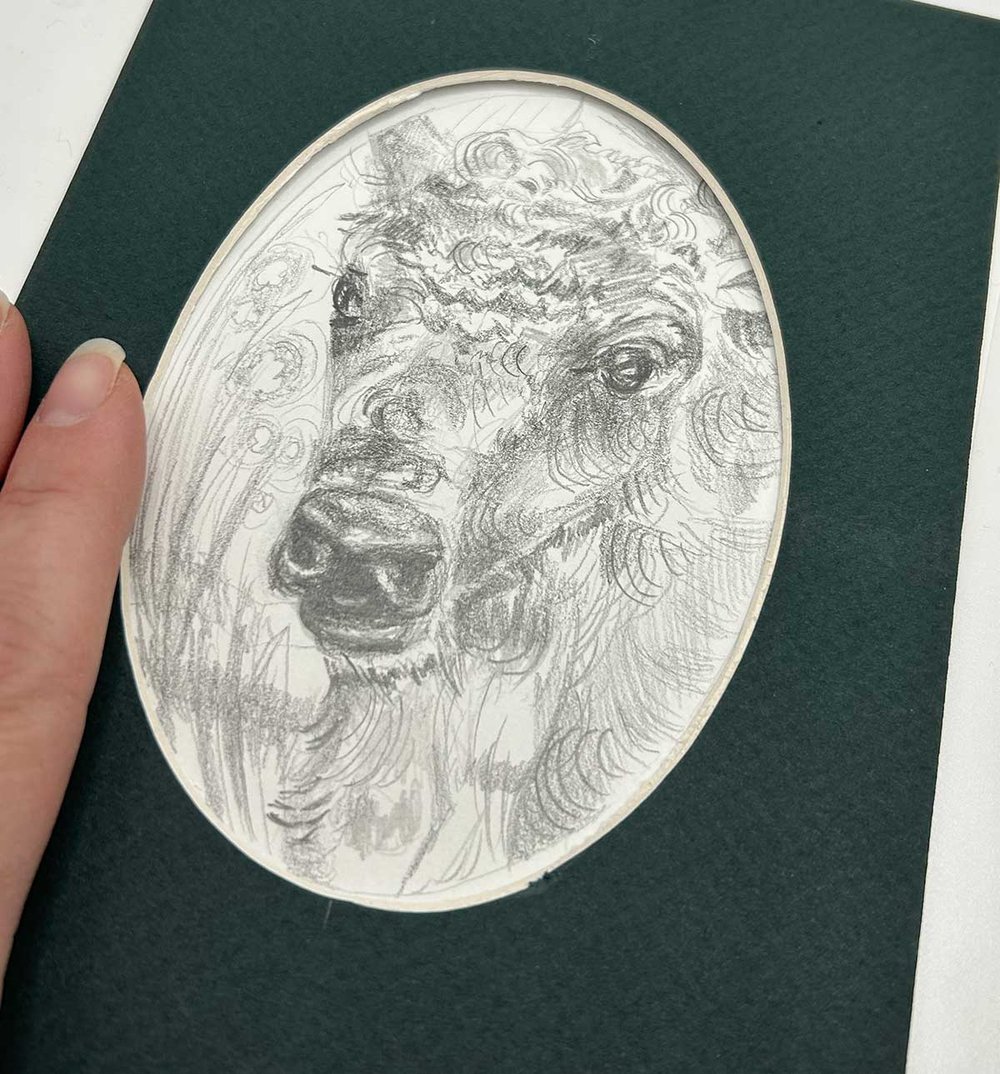 Baby Bison – graphite drawing