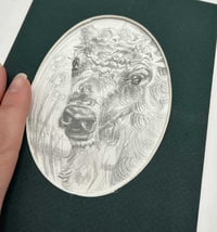 Image 2 of Baby Bison – graphite drawing