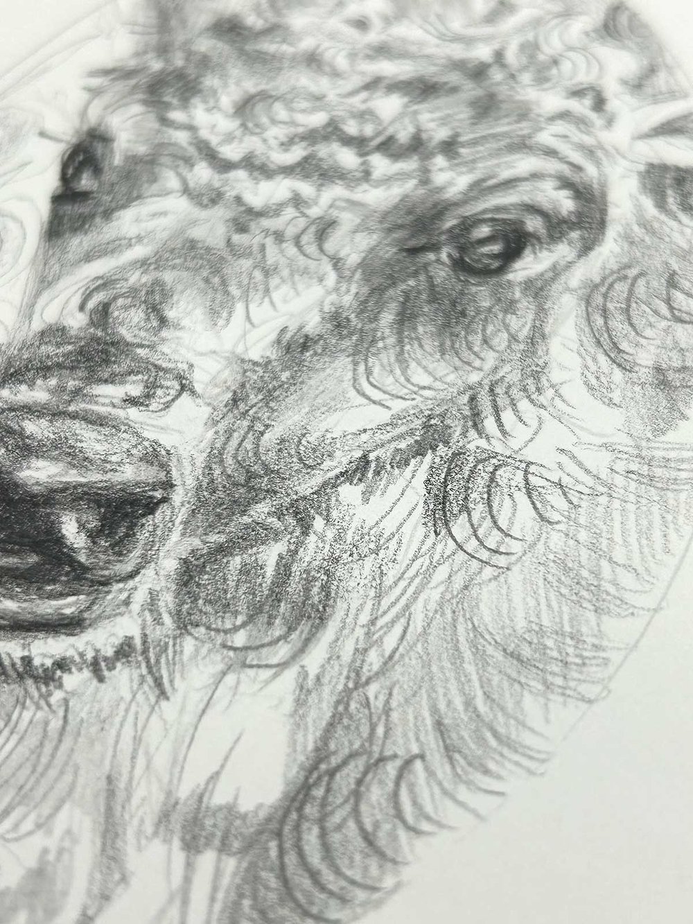 Baby Bison – graphite drawing