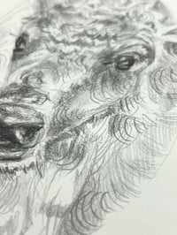 Image 3 of Baby Bison – graphite drawing
