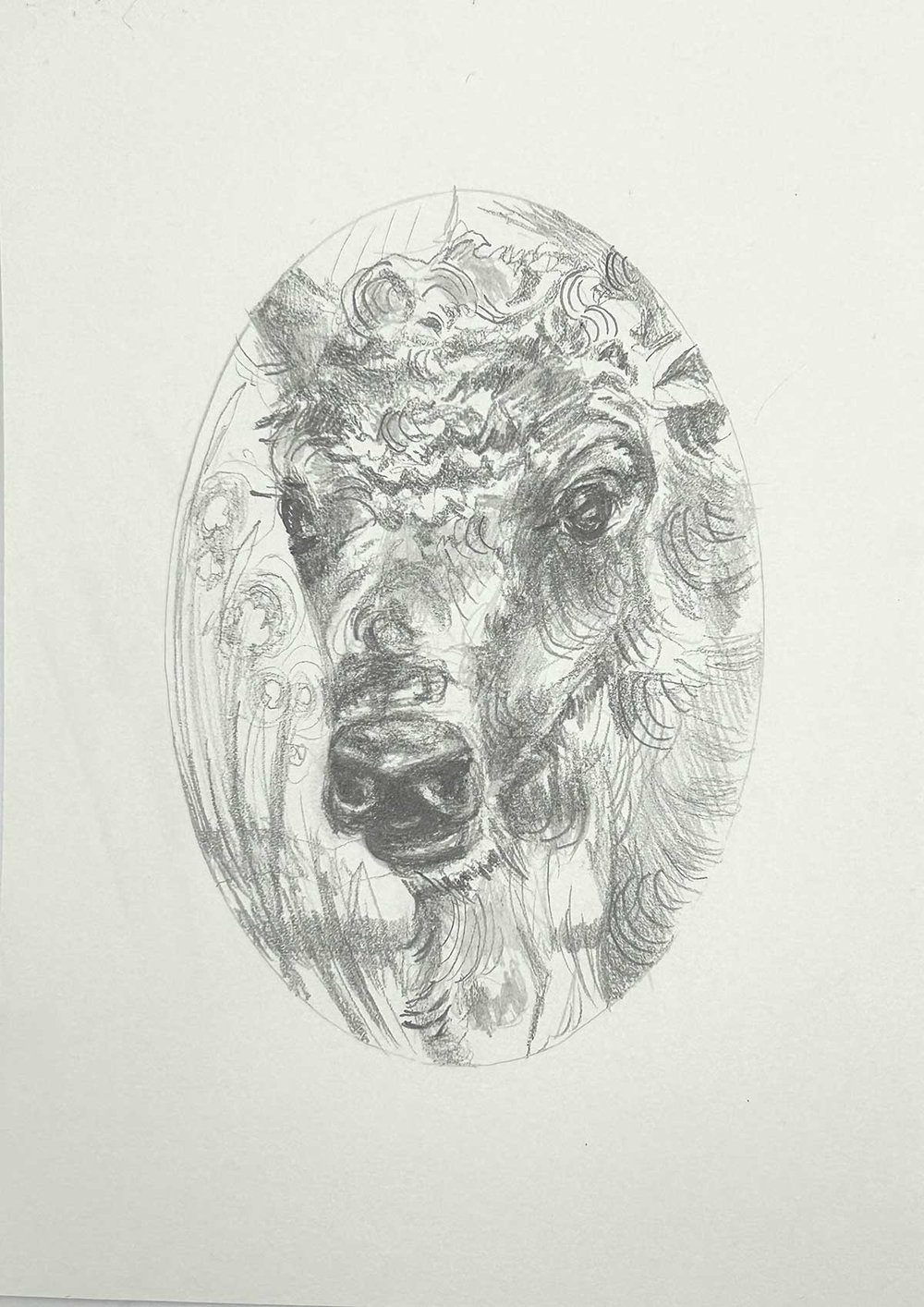 Baby Bison – graphite drawing
