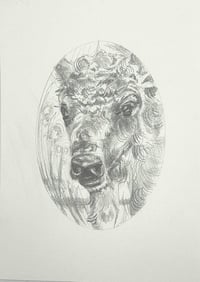 Image 1 of Baby Bison – graphite drawing