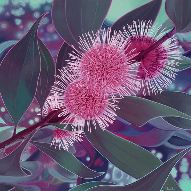 Radiant Hakea Limited Edition Fine Art Print