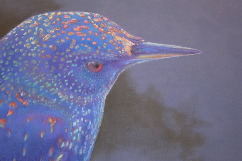 Image of Starling - Pastel