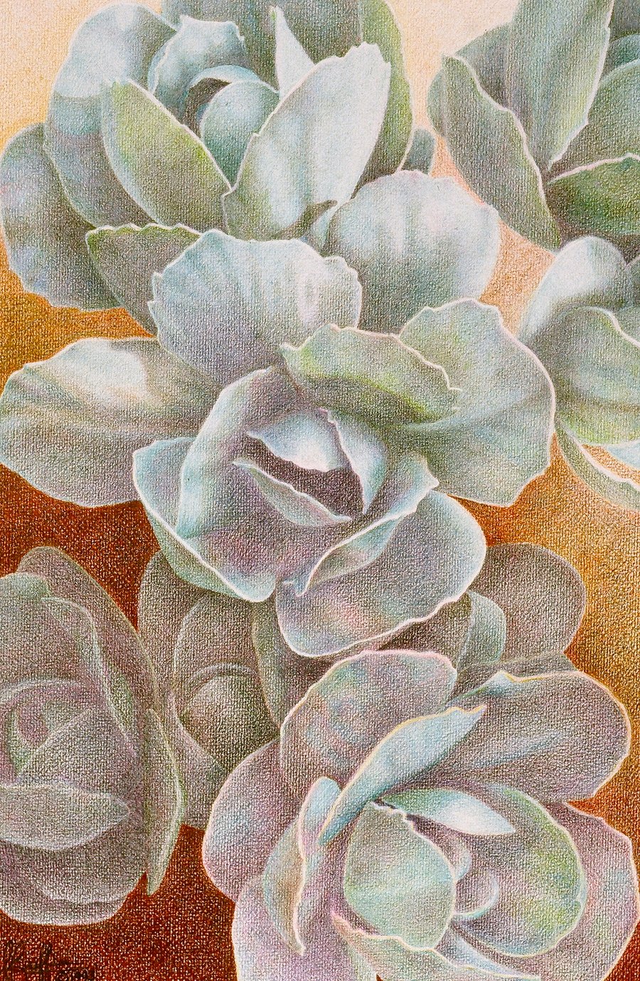 Image of Sedum - Caran d'Ache Crayon