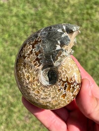 Image 2 of Ammonite Fossil | Madagascar #3022