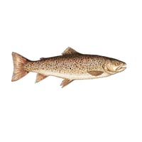 Image 3 of BROWN TROUT BLANK CARD