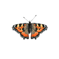 Image 3 of TORTOISESHELL BLANK CARD