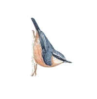 Image 4 of NUTHATCH BLANK CARD