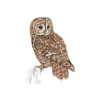 Image 3 of TAWNY OWL BLANK CARD