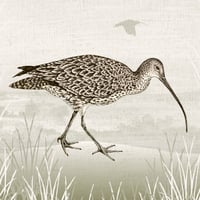 Image 3 of CURLEW GREETING CARD