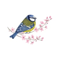 Image 3 of BLUE TIT BLANK CARD