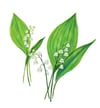 Original | Lily of the valley