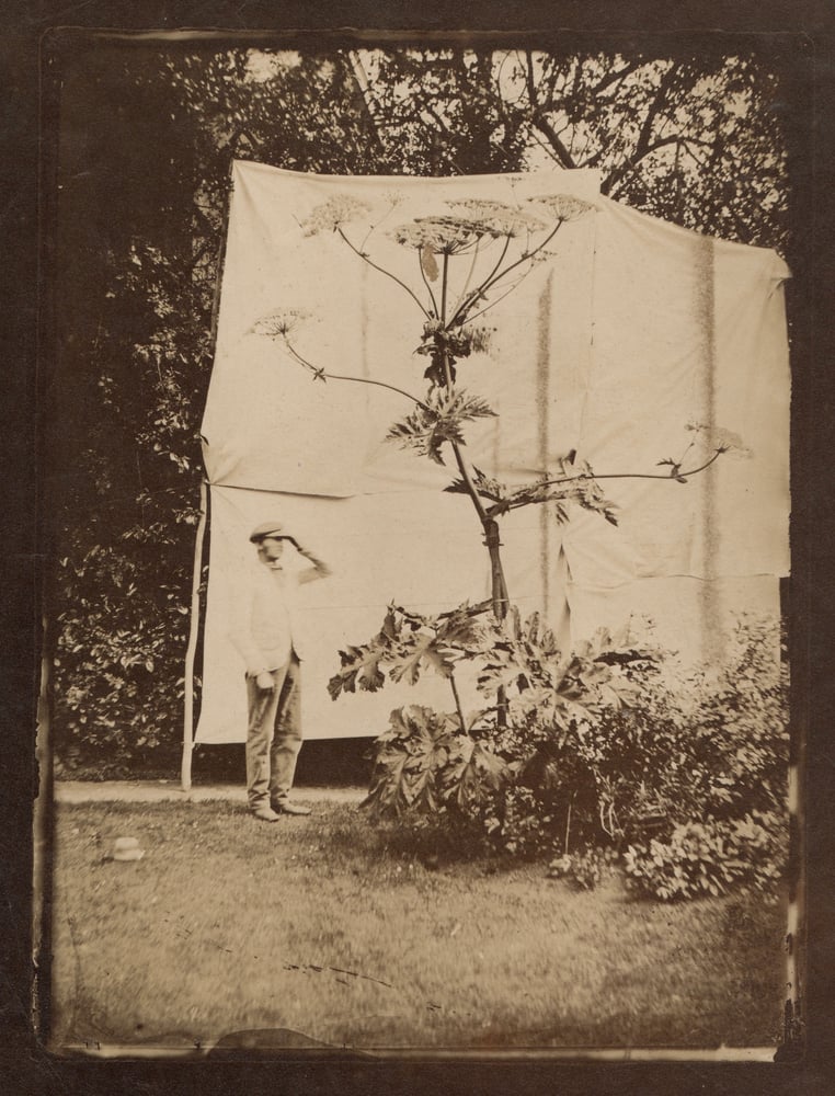 Image of Anonyme: Giant Hogweed Plant, UK ca. 1860
