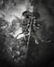 Image of SILVER EAR WRAP_Papaver Rhoeas
