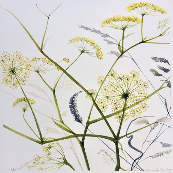 Image of Fennel and Grasses 