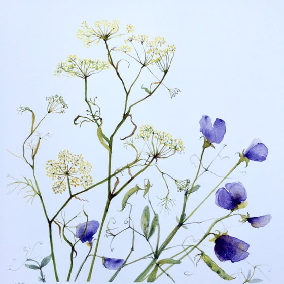 Image of Fennel and Purple Sweet Pea