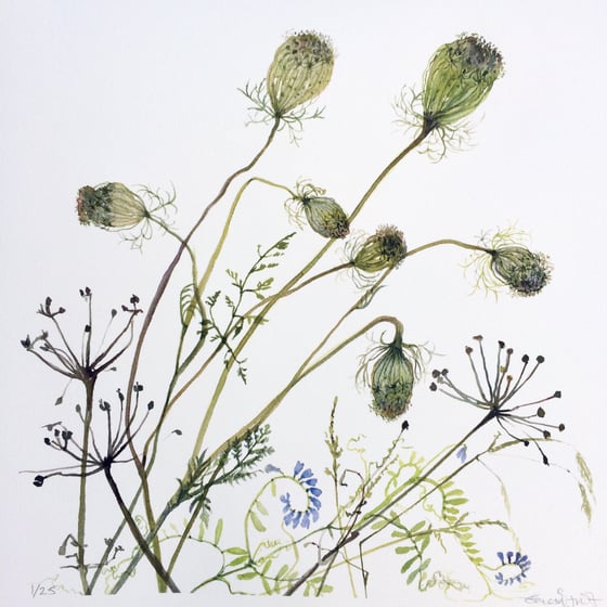 Image of Bankside Wild Carrot and Vetch