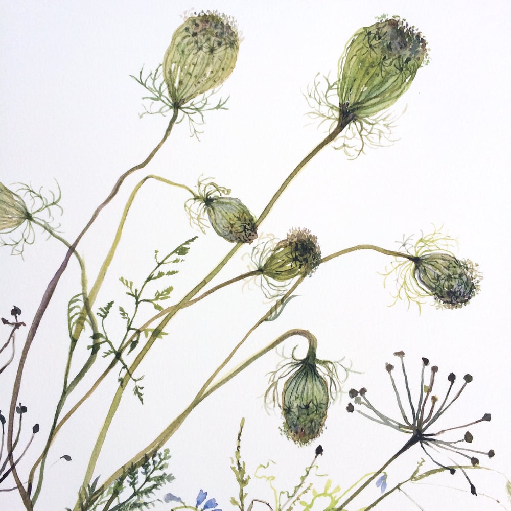 Image of Bankside Wild Carrot and Vetch