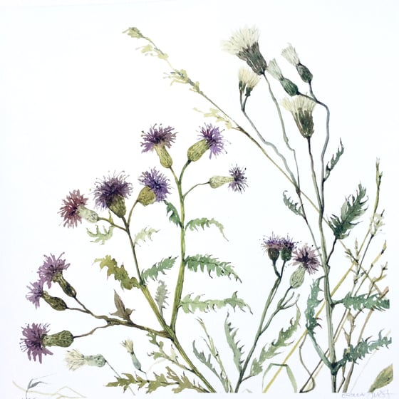 Image of Thistles 