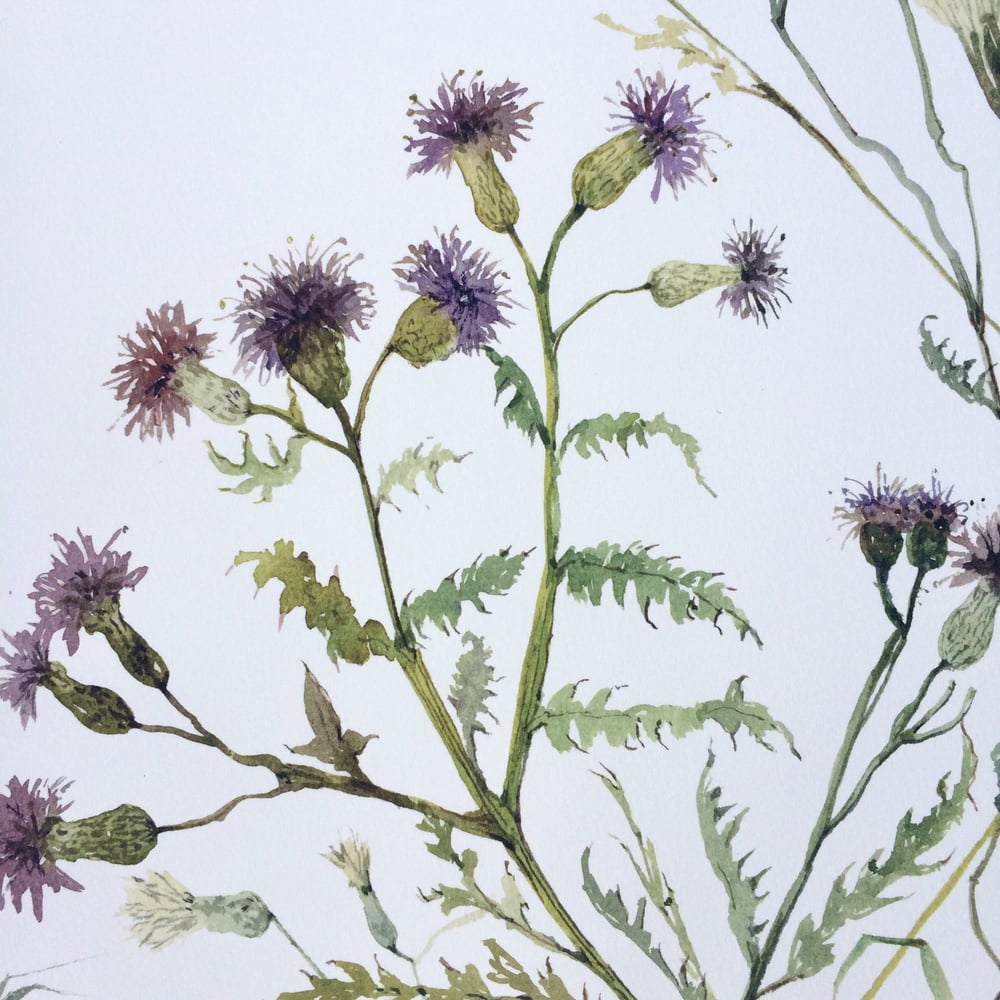 Image of Thistles 