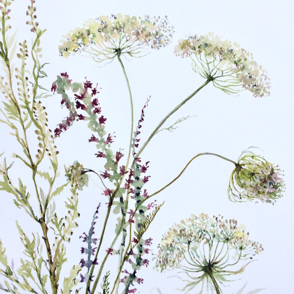 Image of Bankside Wildflowers 