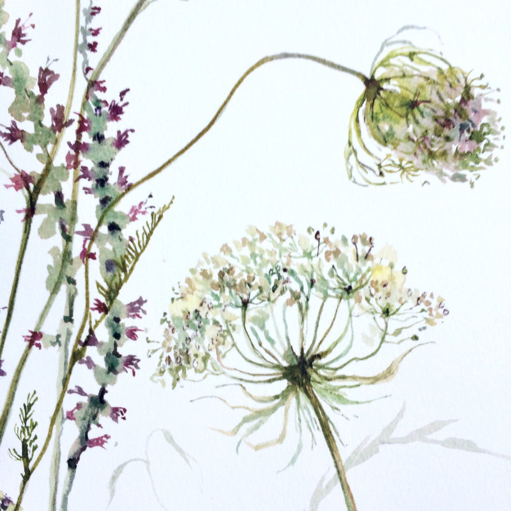 Image of Bankside Wildflowers 