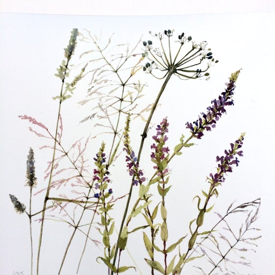 Image of Bankside Wildflowers 2