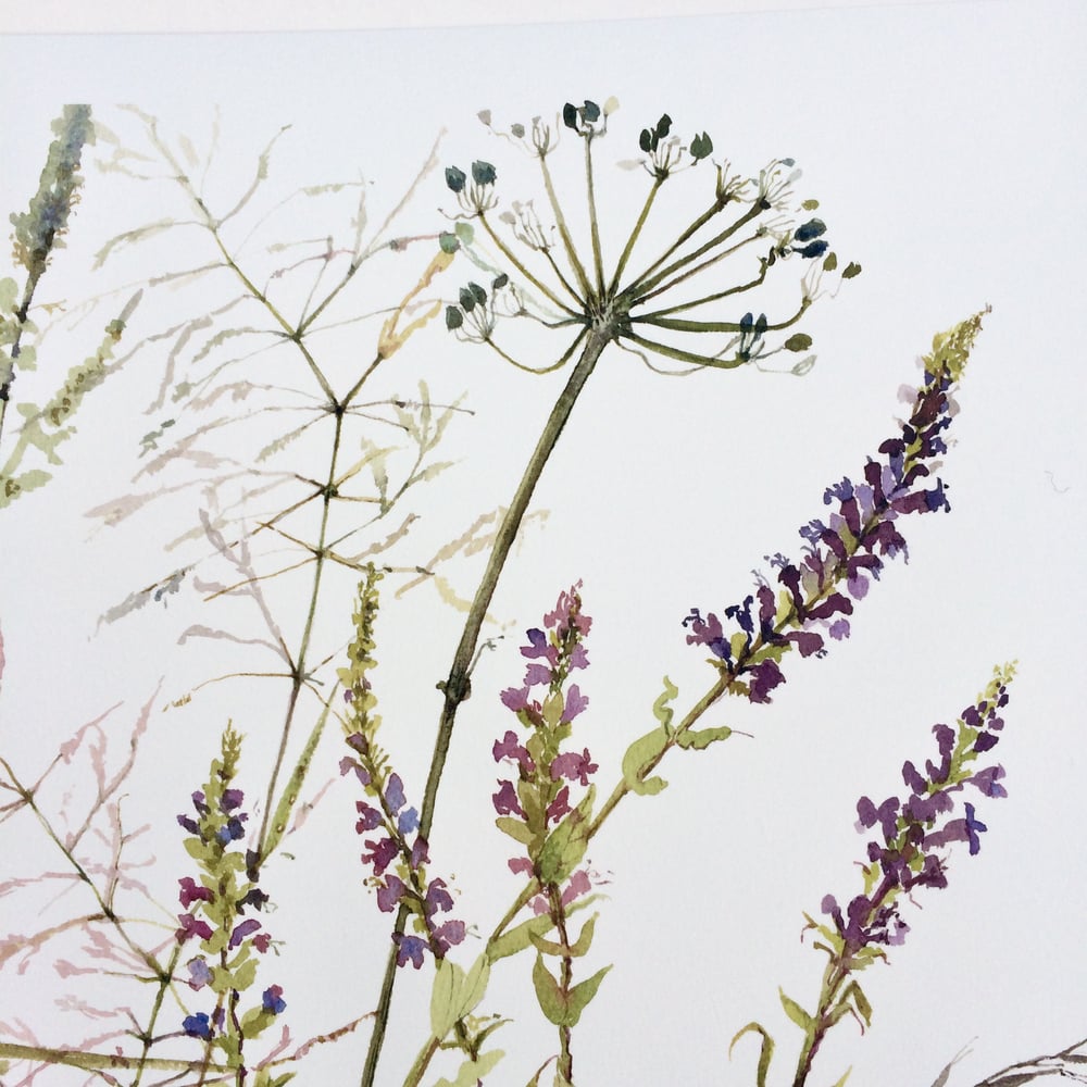 Image of Bankside Wildflowers 2